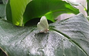 white moth on green leaf photo